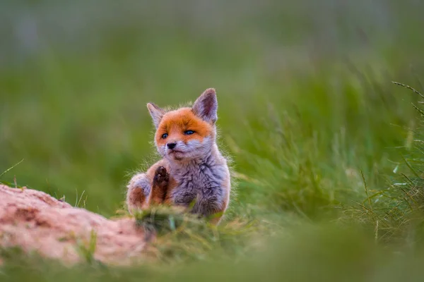 若い赤いキツネの赤ちゃんが緑の草原で遊んでいます — ストック写真