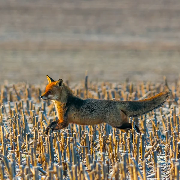 Giovane Volpe Rossa Nasconde Sul Campo — Foto Stock