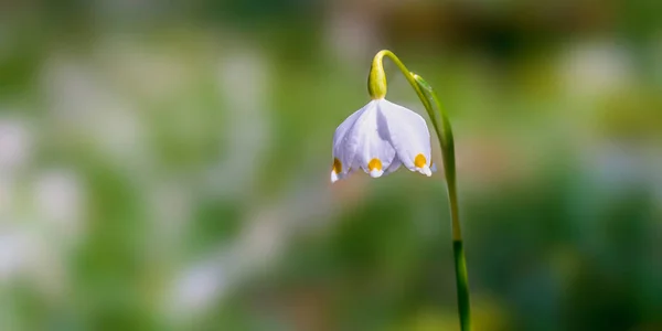 Fresco Fiocco Neve Bianco Primaverile Nella Foresta Verde — Foto Stock