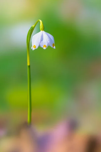 Fresco Fiocco Neve Bianco Primaverile Nella Foresta Verde — Foto Stock