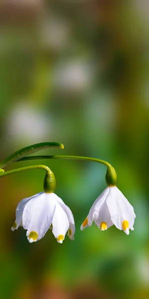 Fresco Fiocco Neve Bianco Primaverile Nella Foresta Verde — Foto Stock