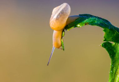 Bitkinin üzerinde yavaş salyangoz