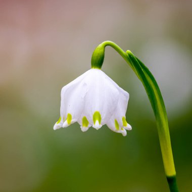 Yeşil ormanda taze beyaz kar tanesi.