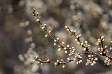 Bahar mevsiminde taze meyve tomurcukları