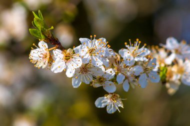 Bahar mevsiminde taze meyve tomurcukları