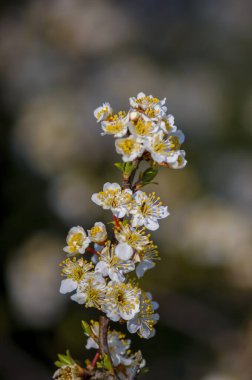 Bahar mevsiminde taze meyve tomurcukları