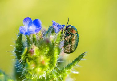 Bitkinin üzerindeki küçük böcek.