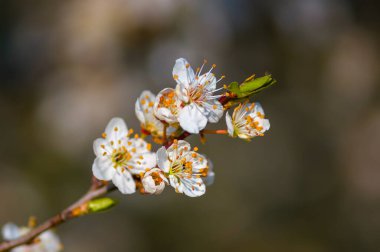 Bahar mevsiminde taze meyve tomurcukları