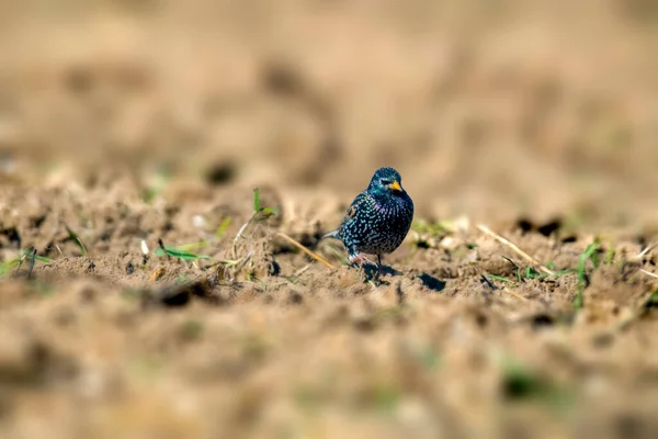 Stare Auf Einem Feld Frühling — Stockfoto