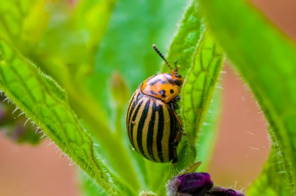 Pequeño Escarabajo Una Planta — Foto de Stock