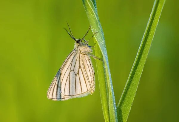 Krásný Motýl Rostlině — Stock fotografie