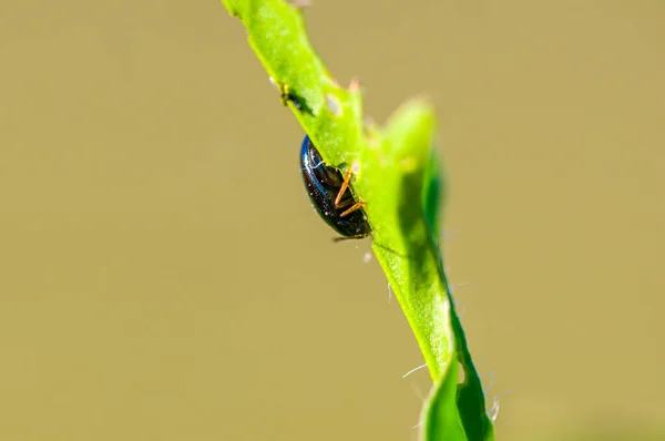 植物の上の小さな甲虫は — ストック写真