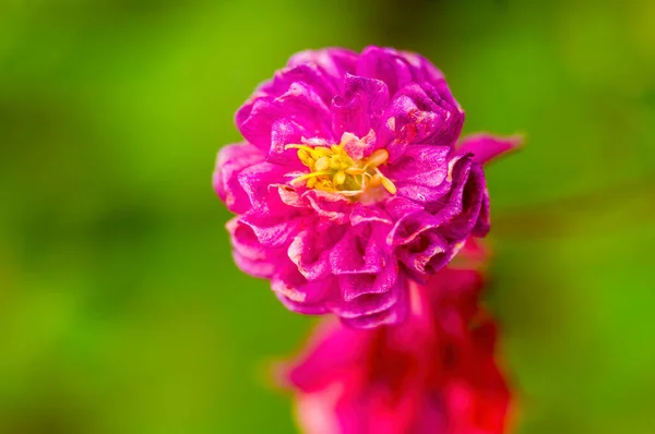 Belle Floraison Une Plante Saisonnière — Photo