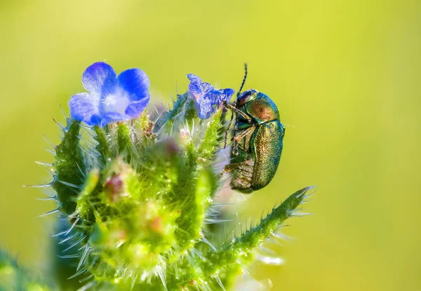 Little Beetle Plant — Stock Photo, Image