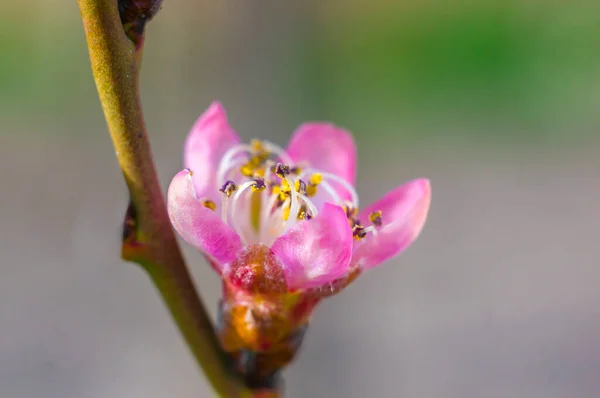 Świeże Pąki Kwiatów Owocowych Sezonie Wiosennym — Zdjęcie stockowe