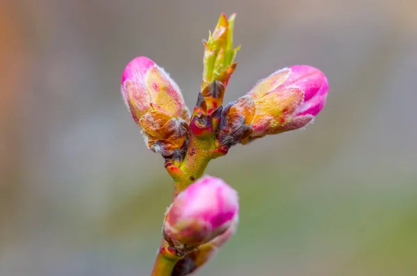 Fresh Fruit Blossom Bud Spring Season — Stock Photo, Image