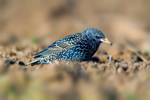 Starling Field Spring Season — Stock Photo, Image