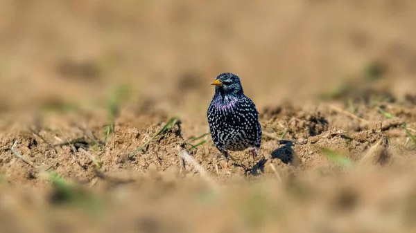 Stare Auf Einem Feld Frühling — Stockfoto