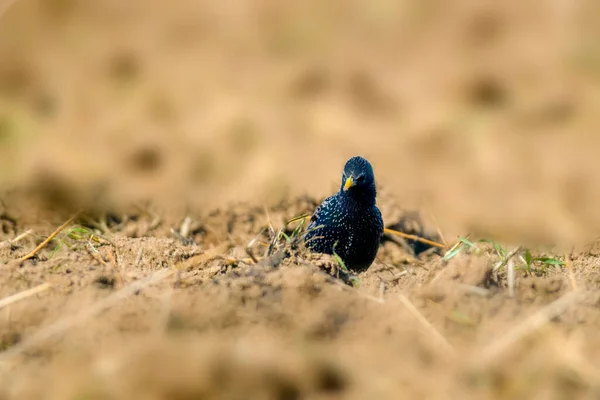 Starling Een Veld Het Voorjaarsseizoen — Stockfoto