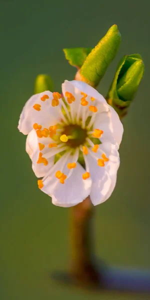 Świeże Pąki Kwiatów Owocowych Sezonie Wiosennym — Zdjęcie stockowe