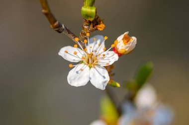 Bahar mevsiminde taze meyve tomurcukları