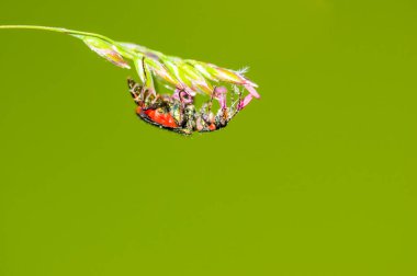 Bitkinin üzerindeki küçük böcek.