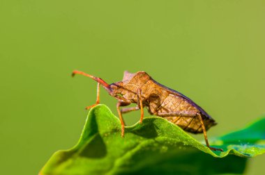 Bitkinin üzerindeki küçük böcek.