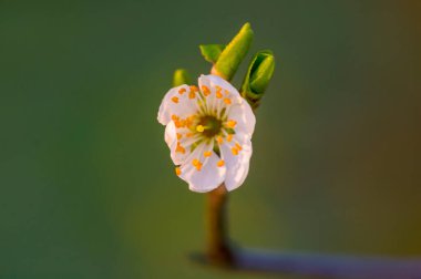 Bahar mevsiminde taze meyve tomurcukları