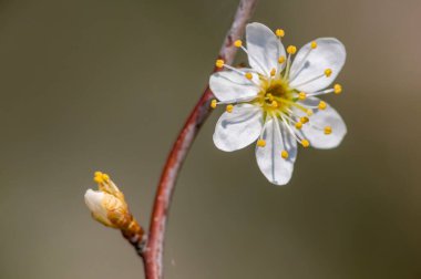 Bahar mevsiminde taze meyve tomurcukları