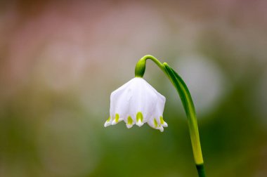 Yeşil ormanda taze beyaz kar tanesi.