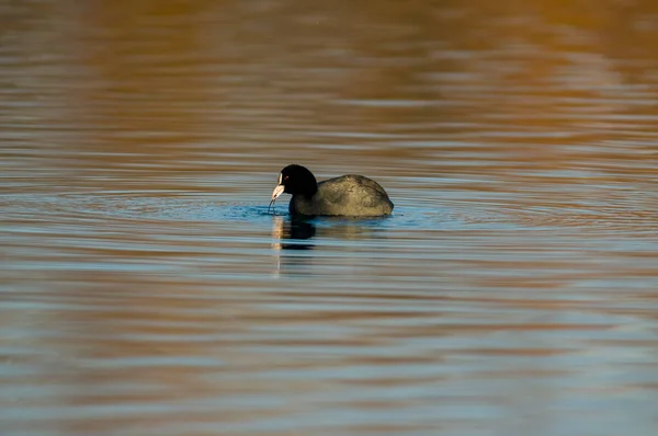 Fåglar Vattnet Dammen — Stockfoto