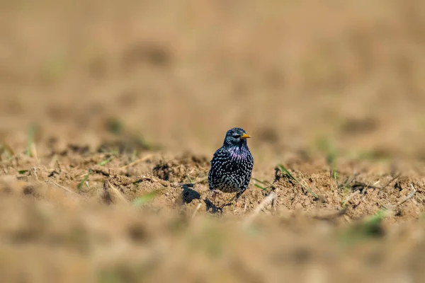 Starling Egy Mezőn Tavaszi Szezonban — Stock Fotó