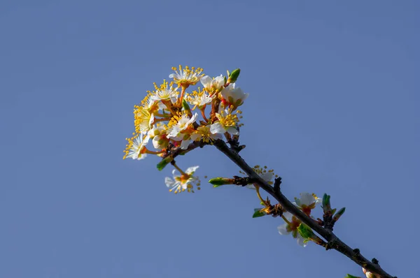 春に新鮮な果実の蕾 — ストック写真