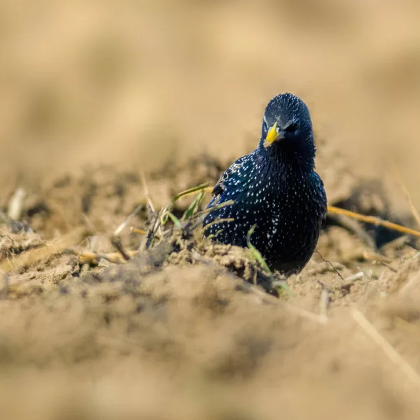 Starling Een Veld Het Voorjaarsseizoen — Stockfoto