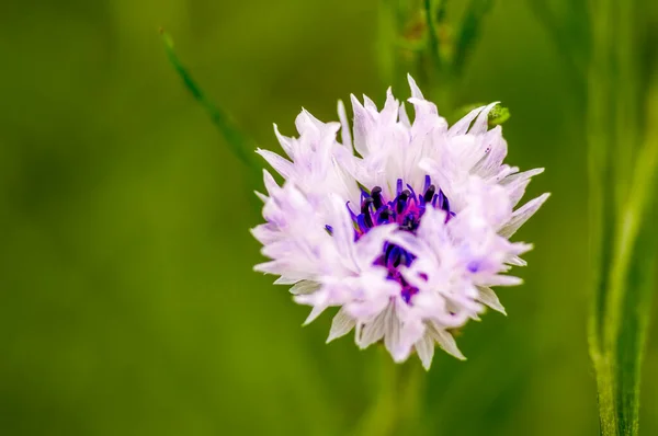 Beautiful Bloom Seasonal Plant — Stock Photo, Image