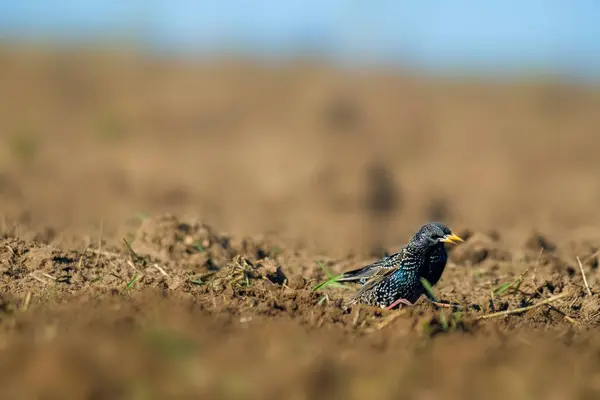 Stare Auf Einem Feld Frühling — Stockfoto