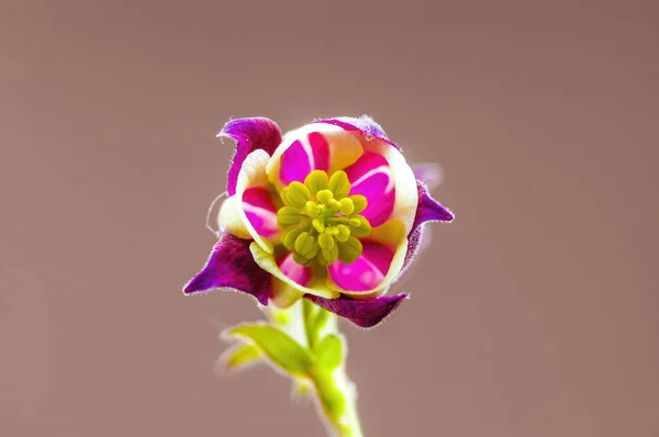 Beautiful Bloom Seasonal Plant — Stock Photo, Image