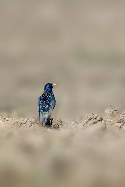 Stare Auf Einem Feld Frühling — Stockfoto