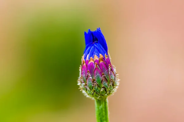Egy Szezonális Növény Gyönyörű Virágzása — Stock Fotó