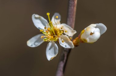 Bahar mevsiminde taze meyve tomurcukları