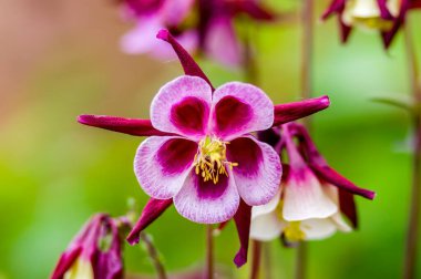 Mevsimlik bir bitkinin güzel çiçekleri