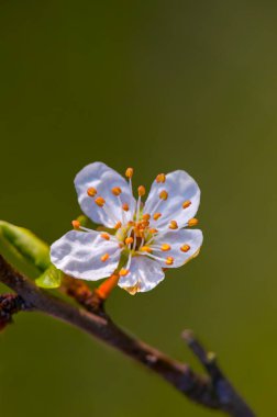 Bahar mevsiminde taze meyve tomurcukları