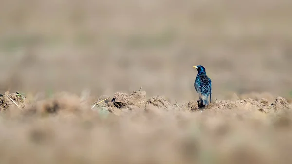 Stare Auf Einem Feld Frühling — Stockfoto