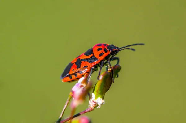 Pequeño Escarabajo Una Planta — Foto de Stock