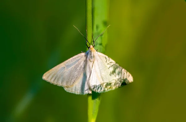 Beau Papillon Sur Une Plante — Photo