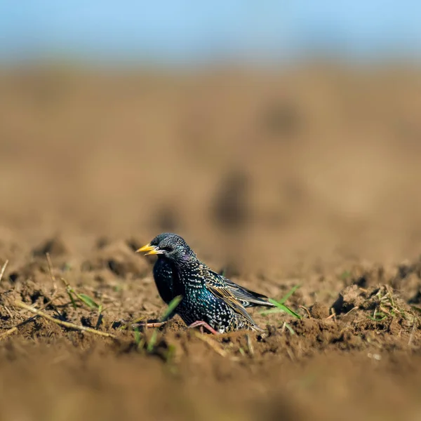 Stare Auf Einem Feld Frühling — Stockfoto