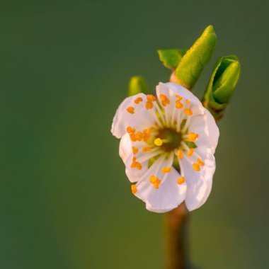 Bahar mevsiminde taze meyve tomurcukları