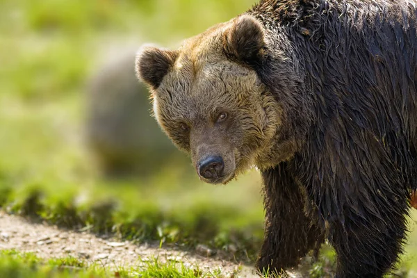 Big Brown Bear Nature Meadow — Stock Photo, Image