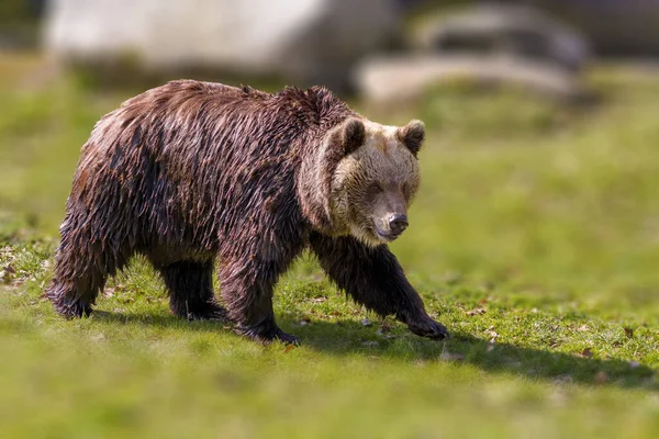 自然の牧草地で大きな茶色のクマ — ストック写真