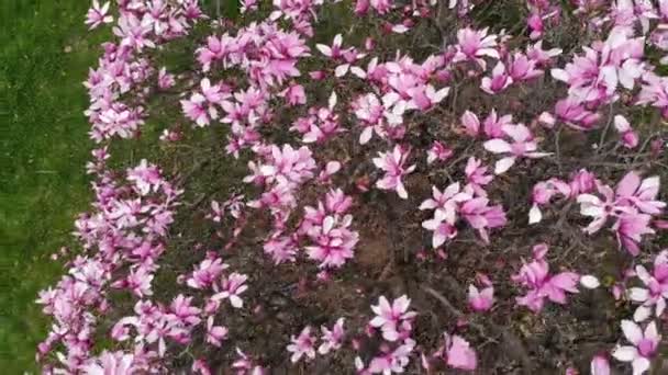 Pink Magnolia Tree Blossom Top Aerial View — Stock Video